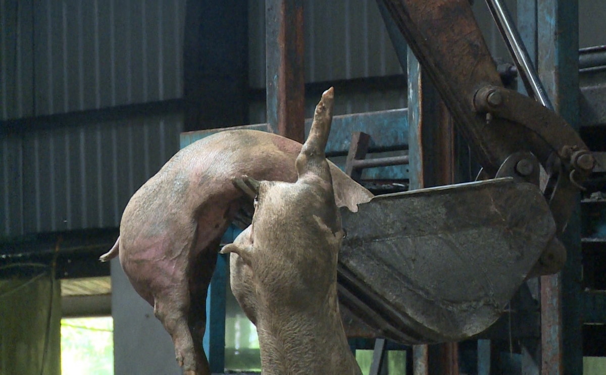 Những con lợn đã chết. Ảnh: CAHT