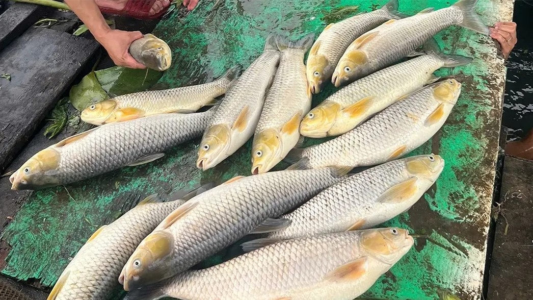 Số cá bè chết hàng loạt được người dân vớt lên (Ảnh: K.T)