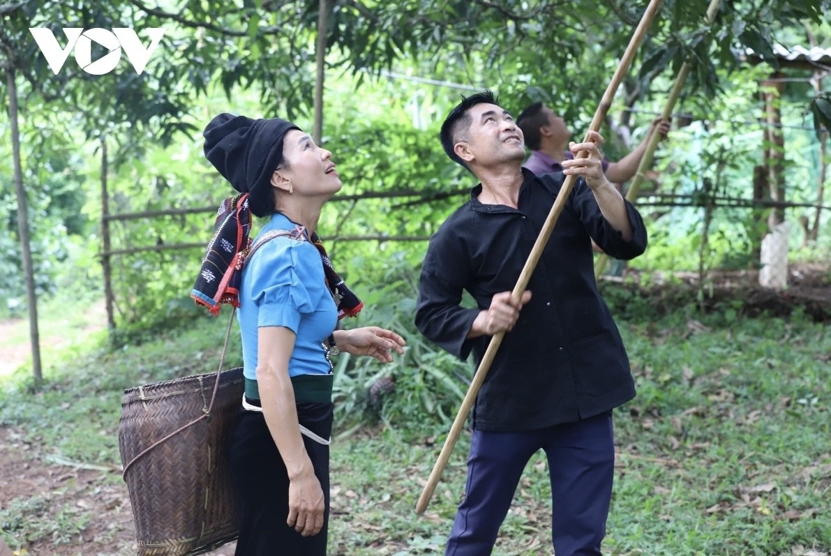 Thi hái xoài là hoạt động không thể thiếu trong Ngày hội