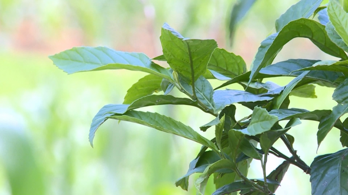 Loại lá người Mông ở Lai Châu thường chọn để thổi kèn lá (Ảnh: Giàng Seo Pùa)