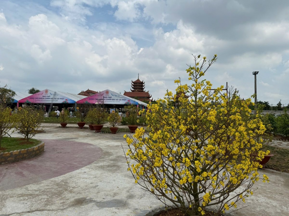 Hàng trăm gốc mai vàng nở rộ tạo nên cảnh quan rực rỡ
