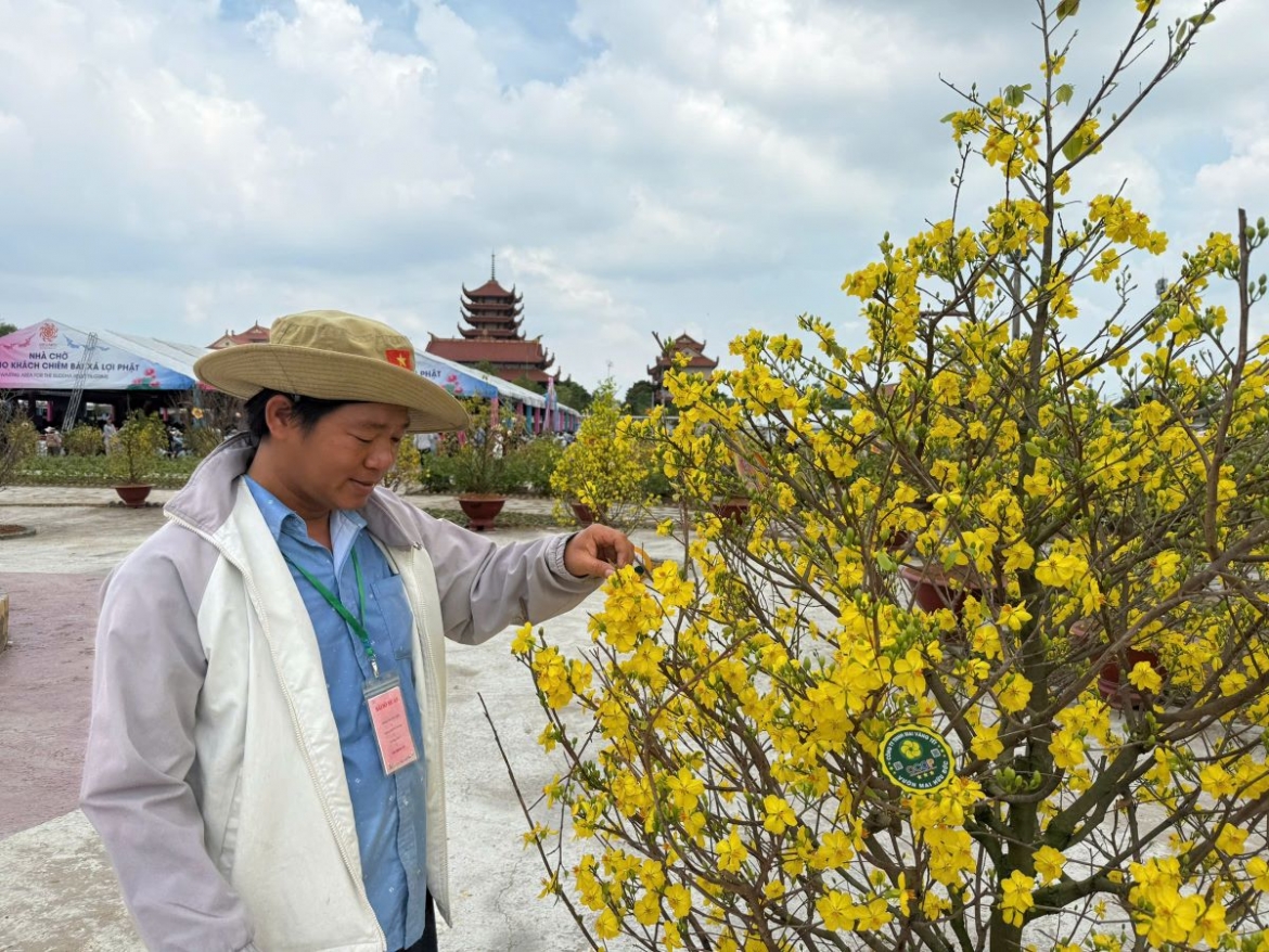 
Ông Bùi Ngọc Đức, chủ vườn mai Hữu Đức, đại diện làng mai Bình Lợi đang chăm sóc vườn mai ở chùa Thanh Tâm 