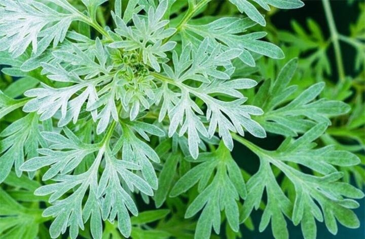 Ngải cứu là cây thuốc dân gian của người Việt. (Ảnh minh họa)