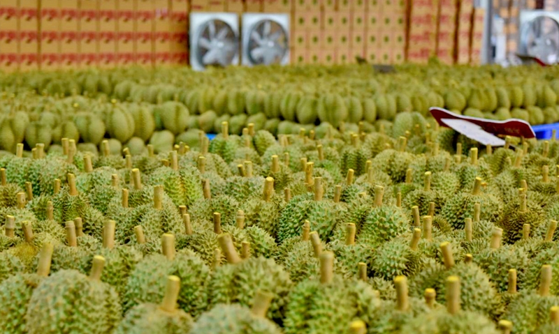 Cục Hải quan chỉ đạo ưu tiên thông quan mặt hàng sầu riêng (Ảnh minh họa: KT)