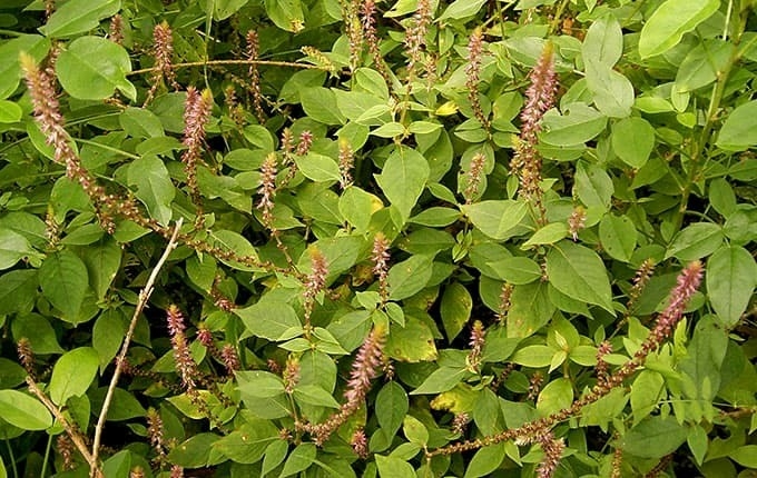 Cỏ xước có nhiều ở Việt Nam lại là vị thuốc quý cho sức khỏe. Ảnh: Istock