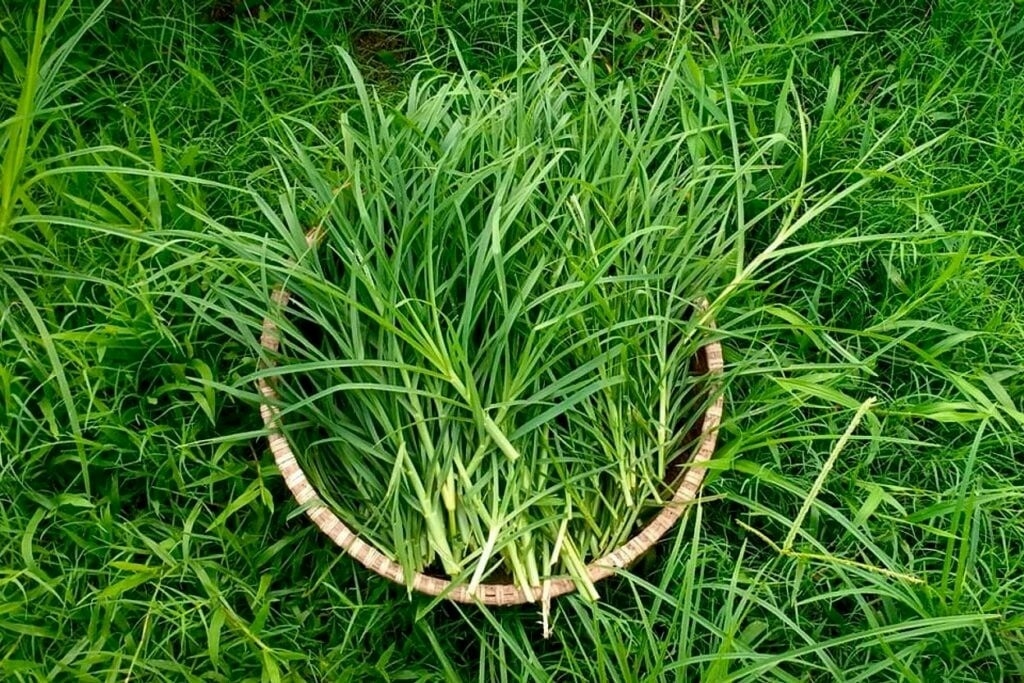 Cỏ mần trầu đem lại nhiều lợi ích sức khỏe bất ngờ. Ảnh: Istock