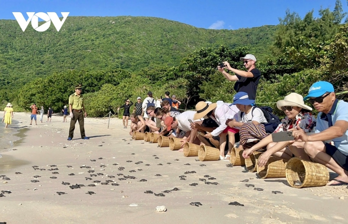 Du khách tham gia hoạt động thả rùa về biển tại Côn Đảo