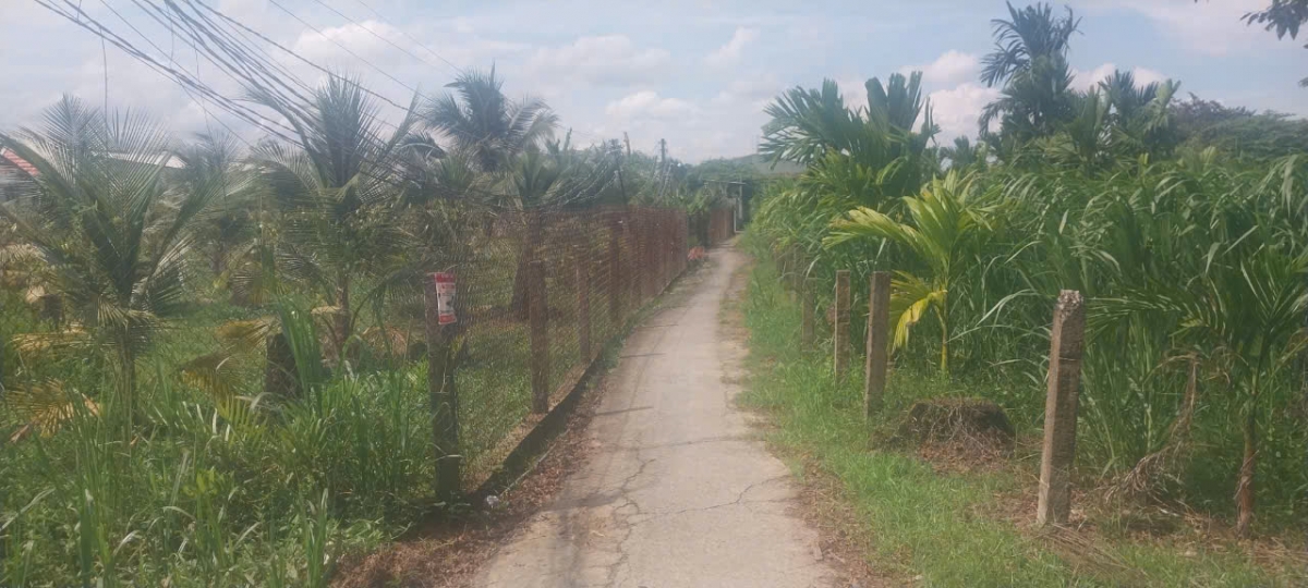 Khu vực ấp Bình Cách nơi xảy ra vụ việc