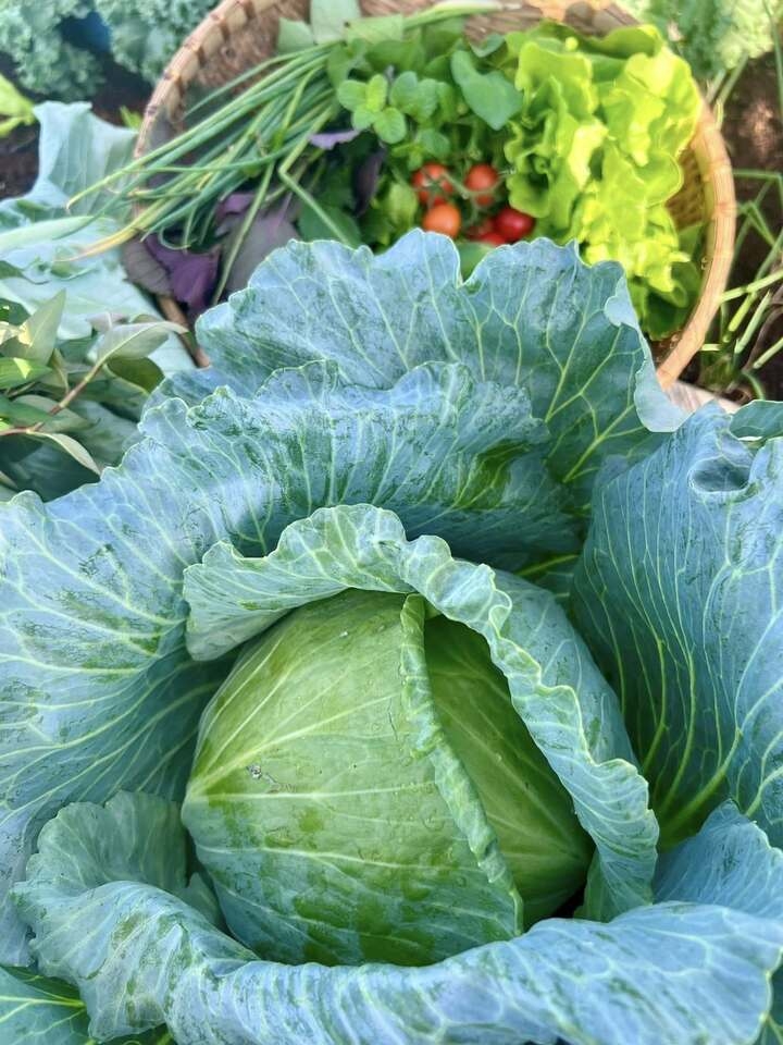 Bắp cải là rau trái vụ vào mùa hè. (Ảnh: Thảo Thảo)