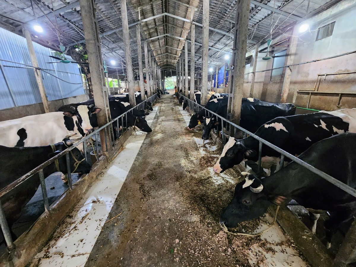 Các hộ dân ở Ba Vì đang chăn nuôi hơn 10.000 con bò sữa. Ảnh: Quang Phong