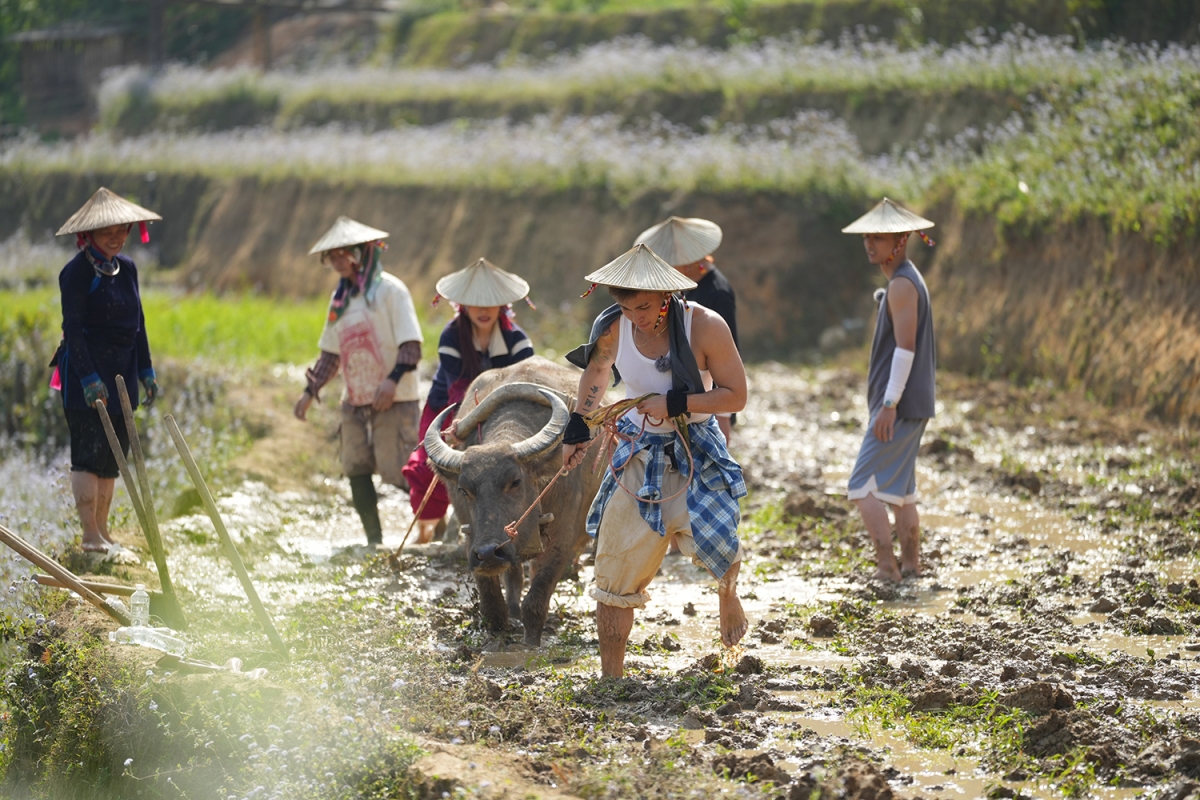 Jun Phạm cùng các thành viên Gia đình Haha trải nghiệm cày ruộng