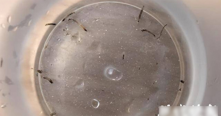 Bé gái 8 tuổi nôn ra những con "giun" còn sống suốt một tháng