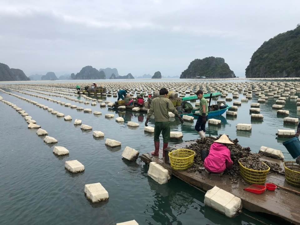 Trước kia, phần lớn người dân nuôi trồng thủy sản trên vùng biển Quảng Ninh sử dụng phao xốp làm vật liệu nổi cho lồng bè (Ảnh tư liệu)