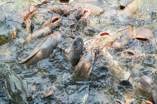 Người phụ nữ Trung Quốc thả 12.500 kg cá trê xuống hồ để cầu may, phải đối mặt với vụ kiện. (Ảnh: Sohu)