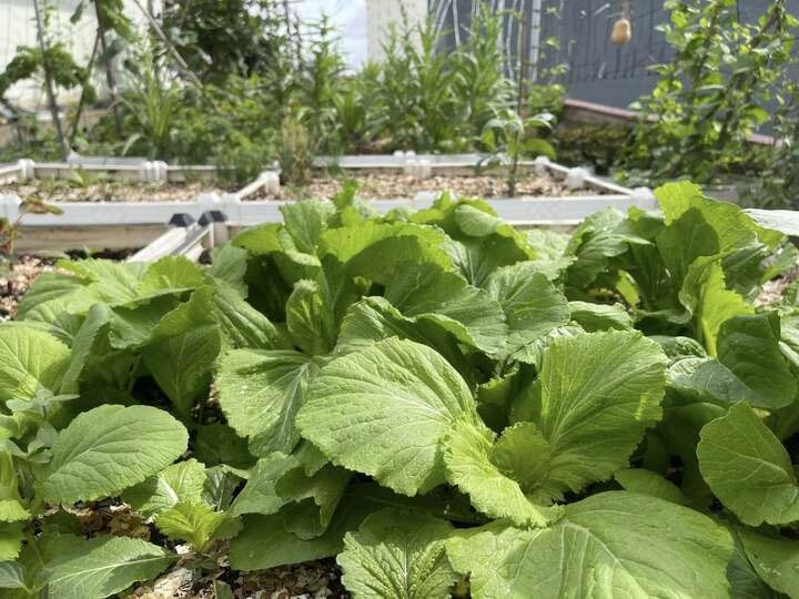 Nên chọn rau trồng đúng mùa vụ để hạn chế tồn dư hóa chất (Ảnh minh họa: Thom Vu)