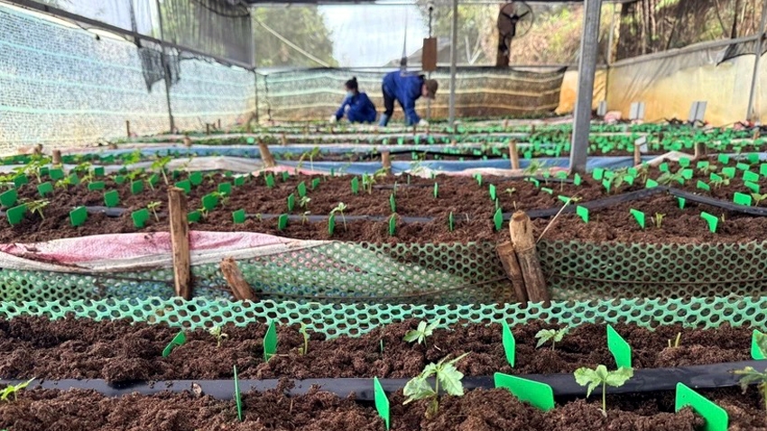 Sâm nuôi cấy mô trong nhà màng của Công ty CP Rượu sâm Ngọc Linh Kon Tum - Ảnh: Cao Nguyên/TTXVN