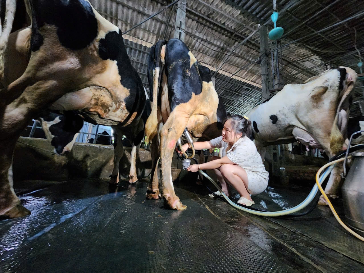 Thông tin sai lệch trên mạng xã hội đang ảnh hưởng đến hoạt động sản xuất, chăn nuôi bò sữa tại huyện Ba Vì.