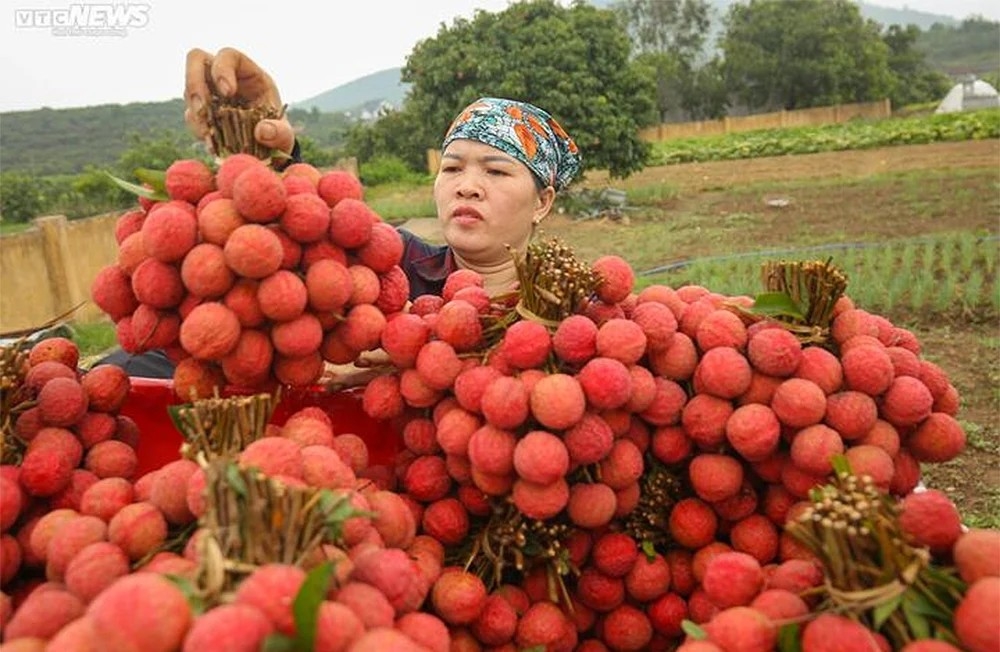 Vải thiều Lục Ngạn, Bắc Giang ngon nổi tiếng, cùi dày và hạt nhỏ. (Ảnh: Minh Đức - Khổng Chí)