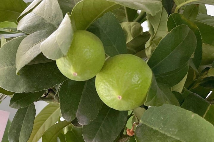 Cách trồng chanh đúng: Không can thiệp quá mức. (Ảnh: Sohu)