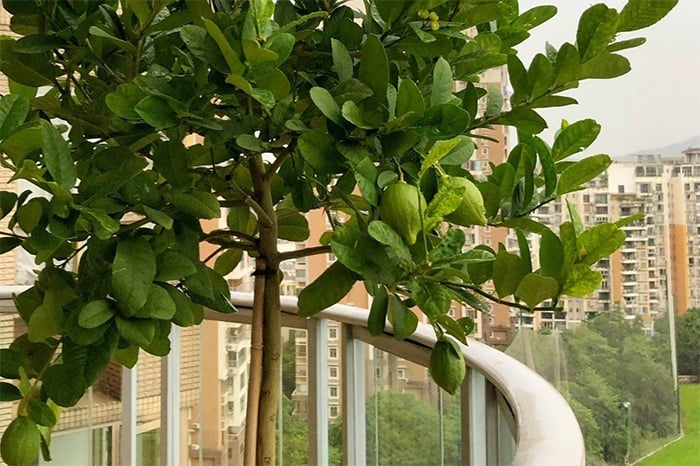 Chanh là loại cây có thể tự phát triển mà không cần chăm sóc quá mức. (Ảnh: Sohu)