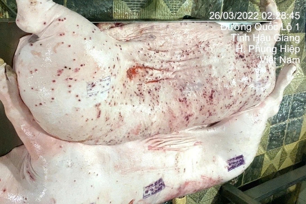 Chưa thực hiện đúng, đầy đủ quy trình kiểm soát giết mổ