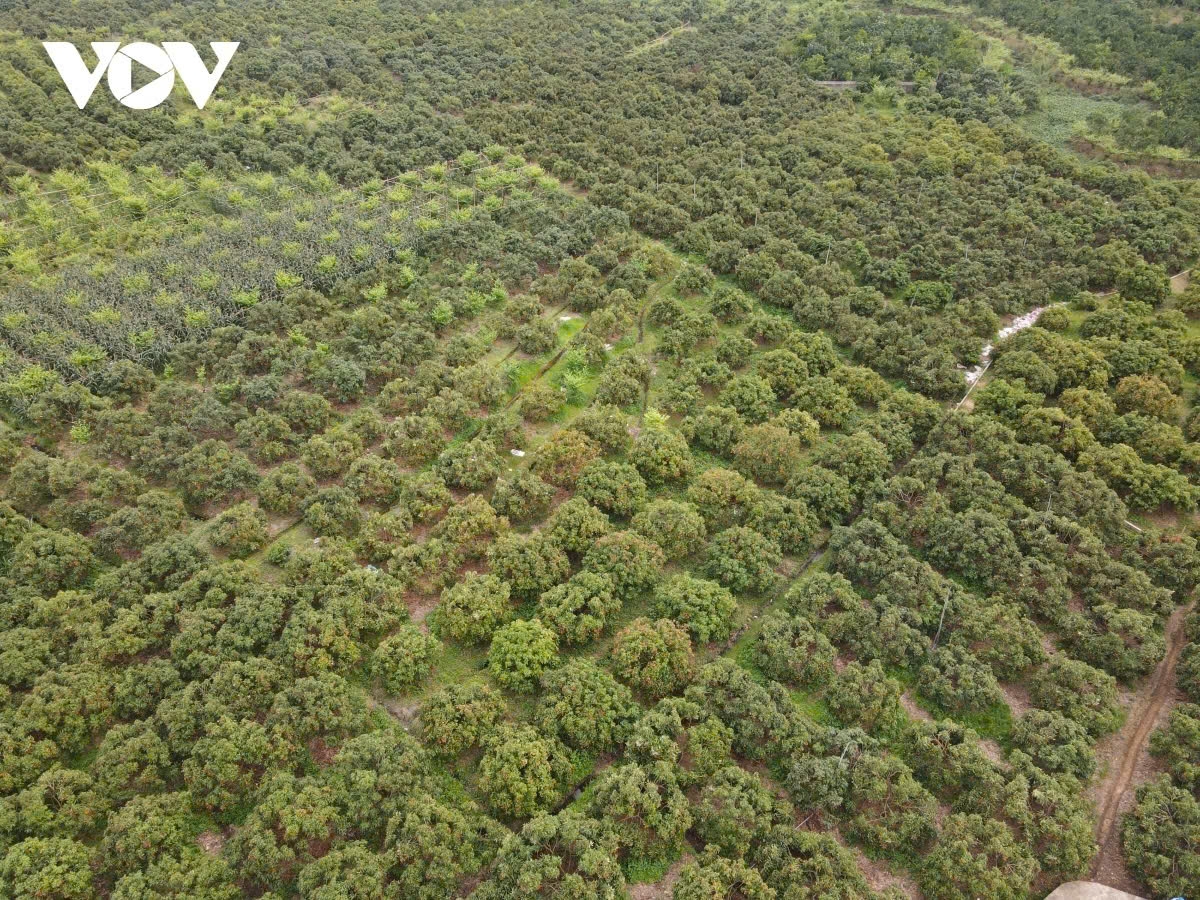 Toàn cảnh vùng vải thiều