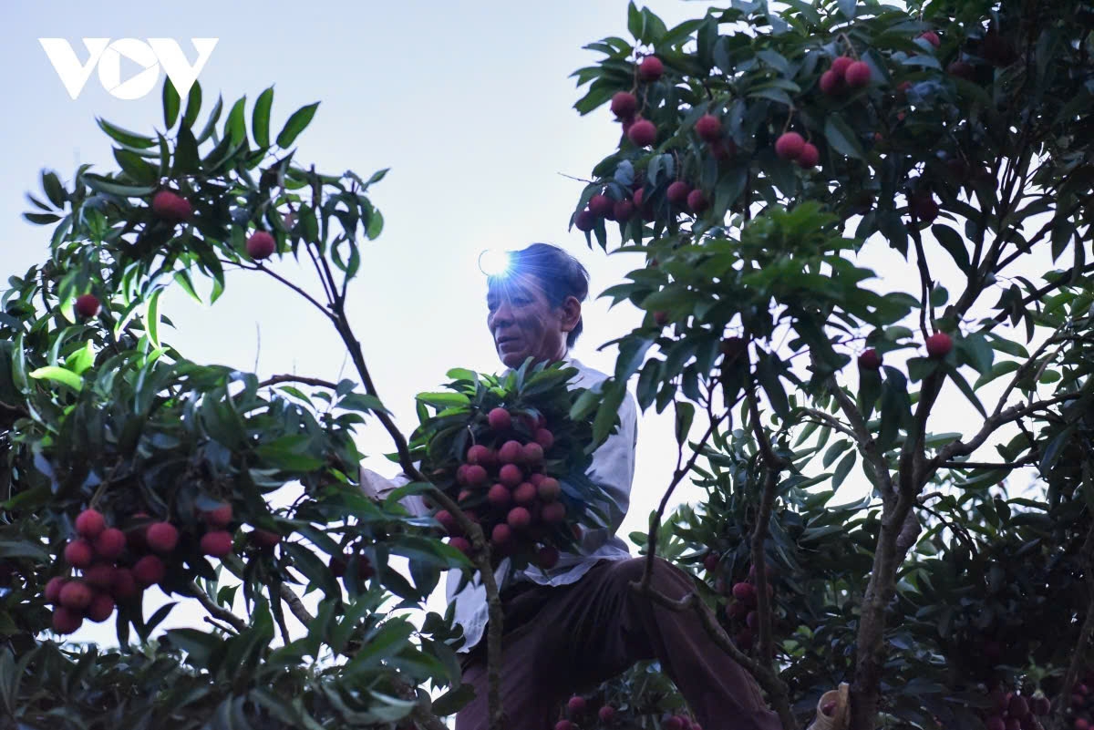 Cứ mỗi mùa vải đến độ thu hoạch, người dân tỉnh Bắc Giang lại chong đèn hái vải từ nửa đêm đến rạng sáng để kịp mang đi tiêu thụ.