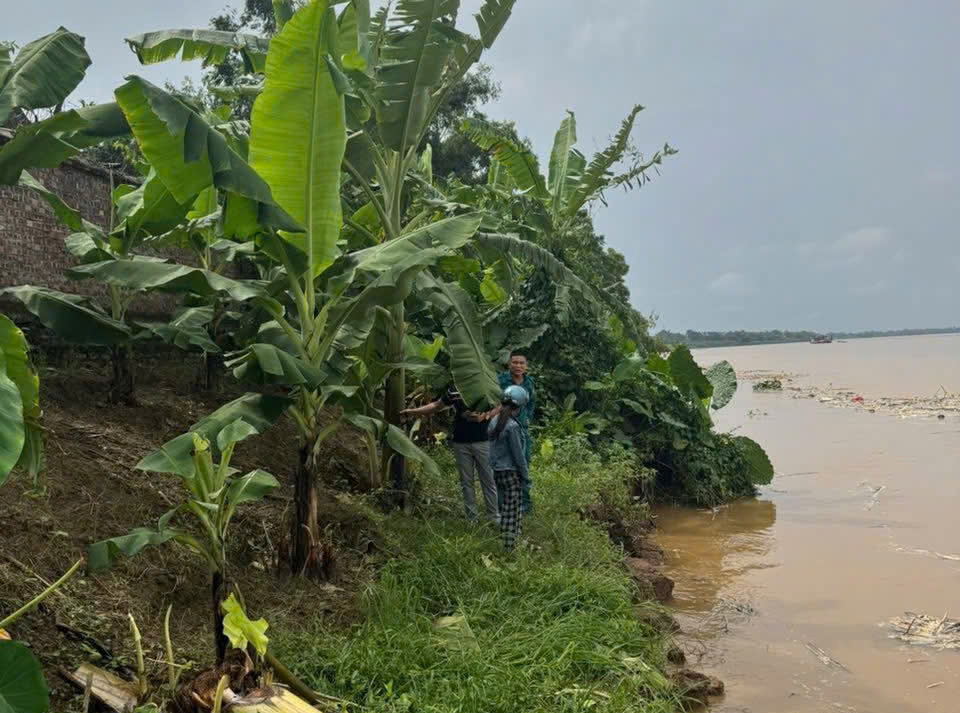 Tại khu vực từ Km72+200 đến Km73+200 trên tuyến đê tả Thao, <a href="https://vov.vn/xa-hoi/yeu-cau-xu-ly-khan-cap-de-huu-cau-huu-hong-o-ha-noi-xay-ra-lun-nut-nghiem-trong-post1216890.vov" target="_blank">hiện tượng sạt lở diễn ra nghiêm trọng</a>, có đoạn lở sâu từ 10 đến 15 mét, kéo dài khoảng 1000 mét. Ảnh TT xã Lâm Thao.