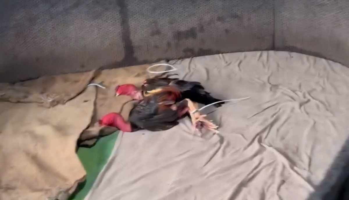 Tang vật thu giữ tại hiện trường