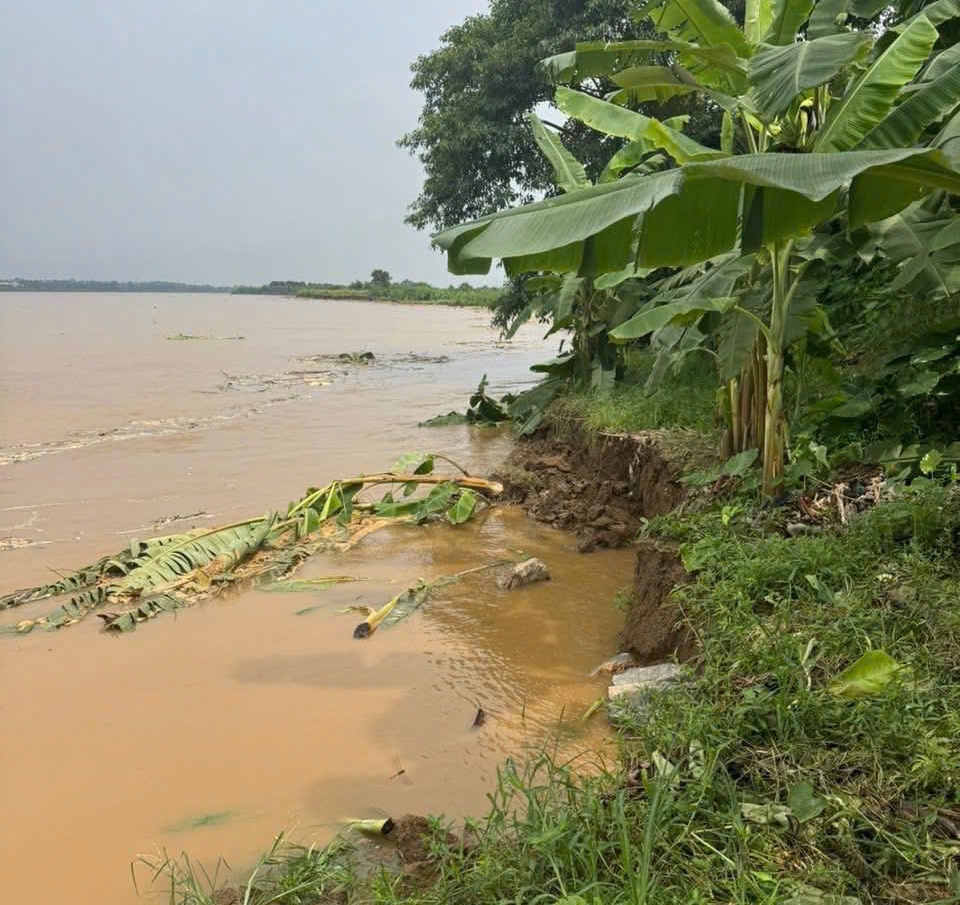 Đặc biệt, đoạn từ Km72+900 đến Km73+100, điểm sạt lở chỉ còn cách đỉnh kè từ 8 đến 10 mét, nhiều diện tích đất canh tác và hoa màu của người dân đã bị cuốn trôi. Ảnh TT xã Lâm Thao.