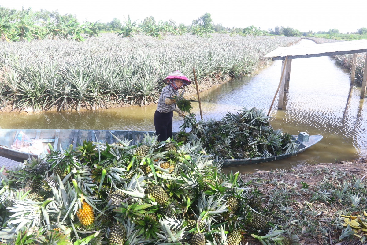 Nông dân ở vùng trọng điểm trồng khóm Cầu Đúc phấn khởi khi giá khóm ổn định ở mức cao