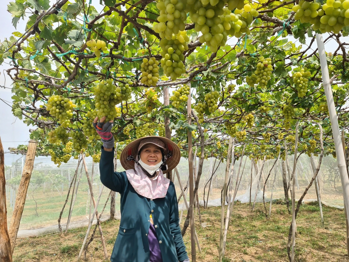 Tỉnh Khánh Hòa (mới) đa dạng các loài cây ăn quả cho giá trị cao