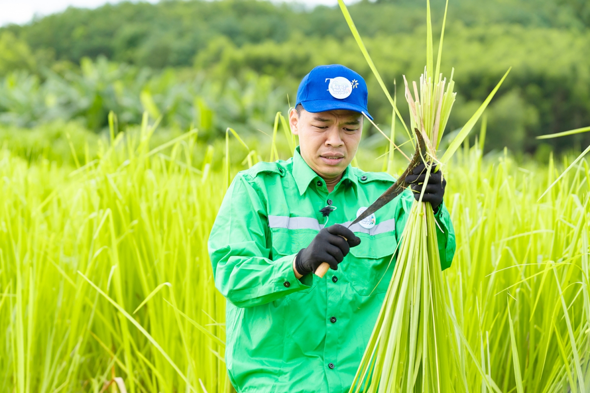 Trung Ruồi cắt cỏ