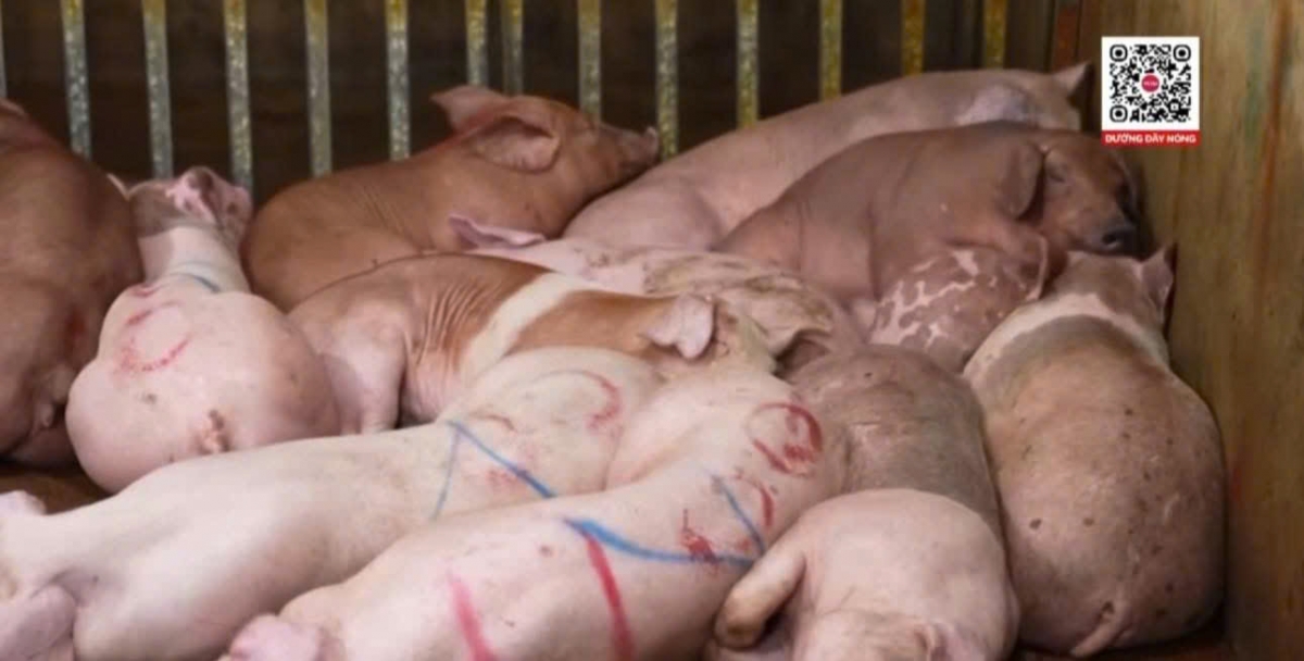 Từ công tác nắm tình hình địa bàn và phản ánh của người dân, Phòng Cảnh sát Kinh tế – CATP Hà Nội đã chủ động tổ chức lực lượng trinh sát, phát hiện dấu hiệu nghi vấn về hoạt động giết mổ, tiêu thụ thịt lợn nhiễm bệnh tại thôn Đan Nhiễm, xã Khánh Hà, huyện Thường Tín; thôn Dư Xá, thôn Đặng Giang, xã Hòa Xá, TP Hà Nội và tại Chợ Phùng Khoang, phường Đại Mỗ, TP Hà Nội.