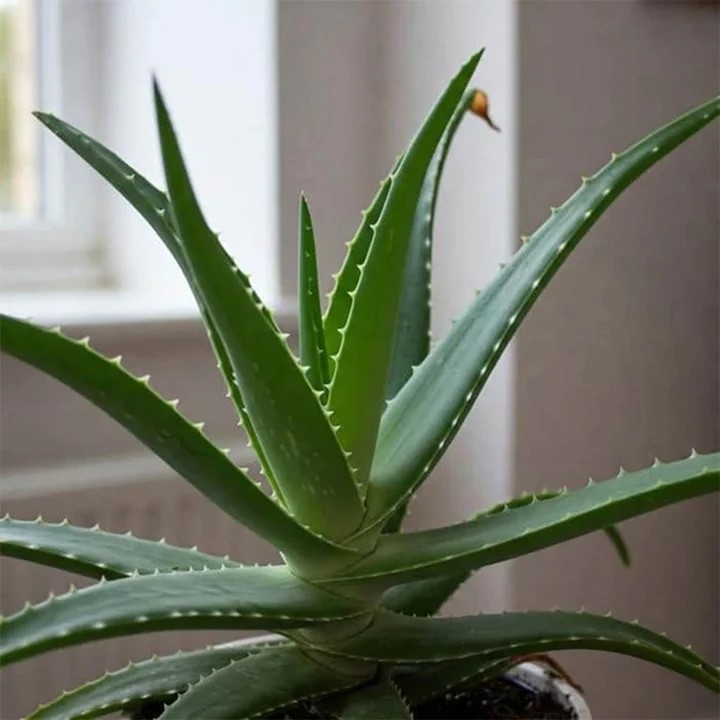 Không nên để cây xanh trong phòng ngủ trừ một số loài cây đặc biệt như lô hội, tuy nhiên chỉ nên chọn cây nhỏ. (Ảnh: The Rugs)