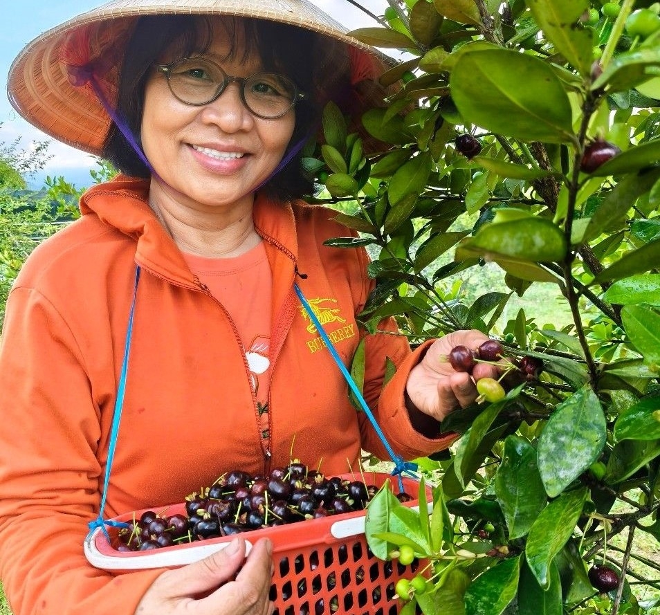 Trái cherry được trồng thành công, thu hút sự quan tâm của nhiều khách hàng