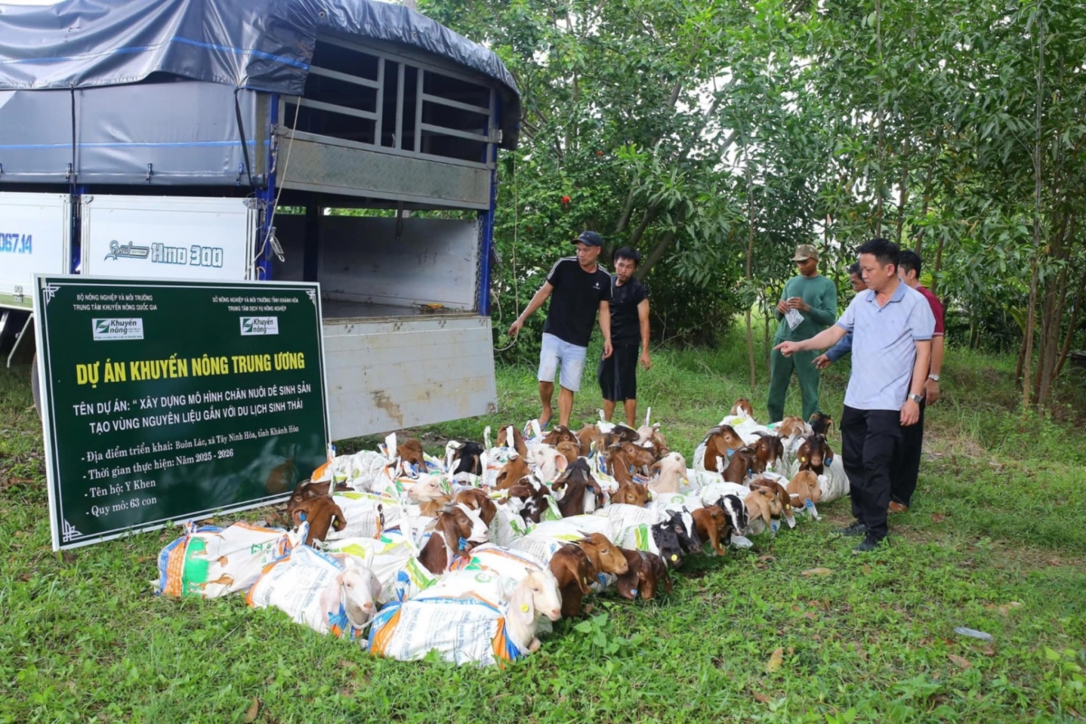 Dê giống được chuyển giao cho một số hộ chăn nuôi ở miền núi Khánh Hòa chăn nuôi