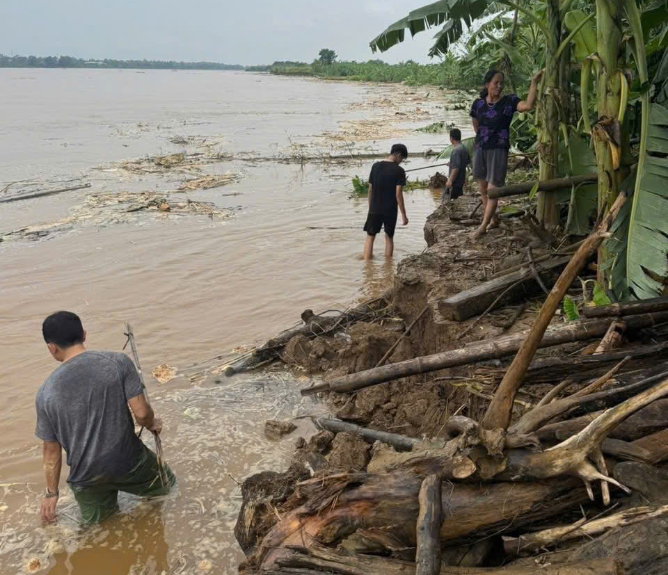 Chủ tịch UBND xã Lâm Thao đã yêu cầu Phòng Kinh tế – cơ quan thường trực Ban Chỉ huy Phòng, chống thiên tai và Tìm kiếm cứu nạn xã phối hợp với các cơ quan đơn vị, khu dân cư liên quan khẩn trương cắm biển cảnh báo, khoanh vùng khu vực nguy hiểm, tuyên truyền và yêu cầu người dân không tổ chức các hoạt động sản xuất, vớt củi, chăn thả gia súc… trong khu vực có nguy cơ sụt lún, sạt lở. Ảnh TT xã Lâm Thao.