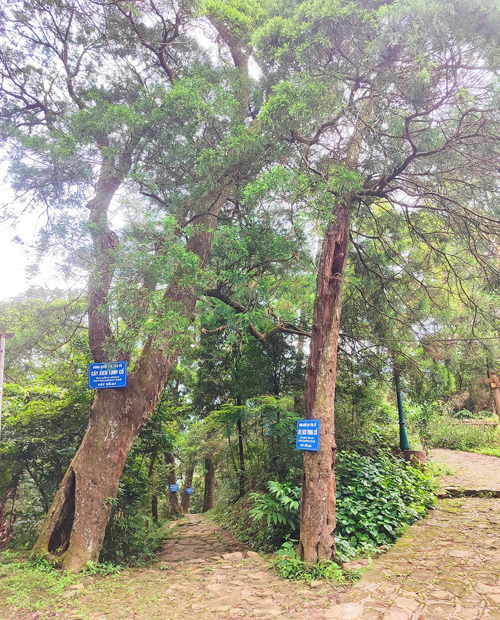 Hơn 7 thế kỷ qua, các con đường hành hương, am, tháp, mái chùa cổ kính hay mỗi gốc cổ thụ vẫn luôn âm thầm lưu giữ triết lý sống hòa hợp của Phật giáo Trúc Lâm.