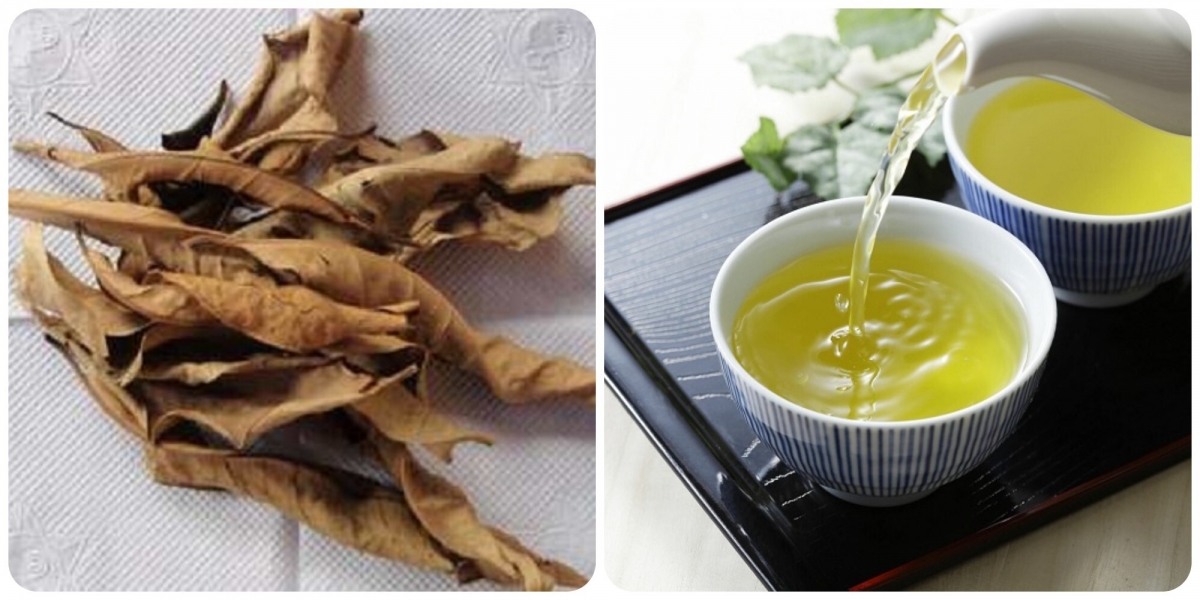 Uống nước vối thường xuyên với một số nhóm người rất tốt cho sức khỏe