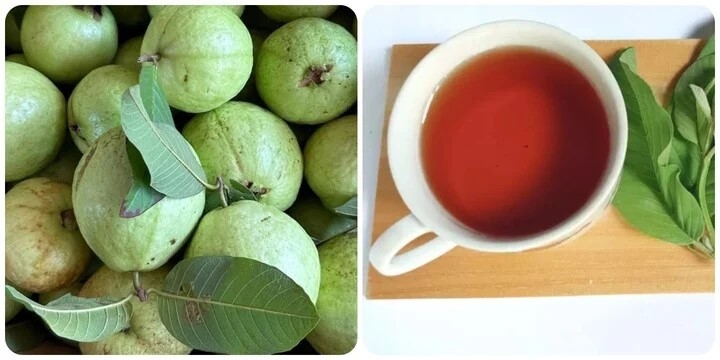 Nước lá ổi có nhiều công dụng tốt cho sức khoẻ