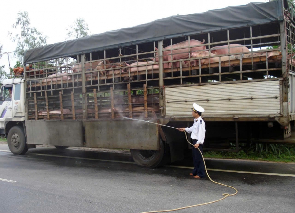 Kiểm soát lợn nhập vào trên địa bàn thành phố Huế