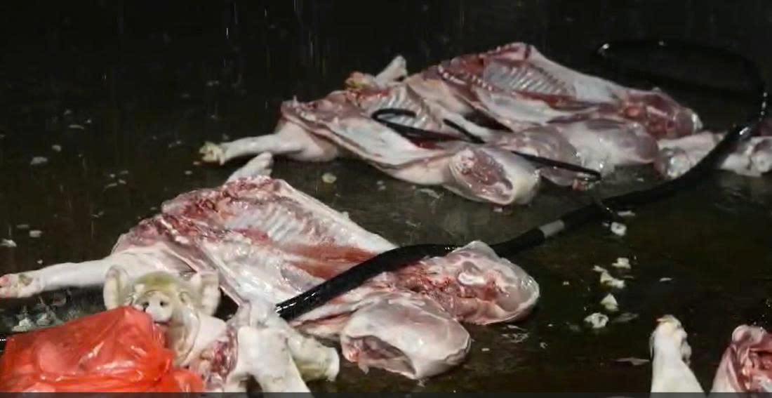 Lợn bệnh đang được các đối tượng giết mổ và tuồn ra thị trường. Ảnh: Công an cung cấp.