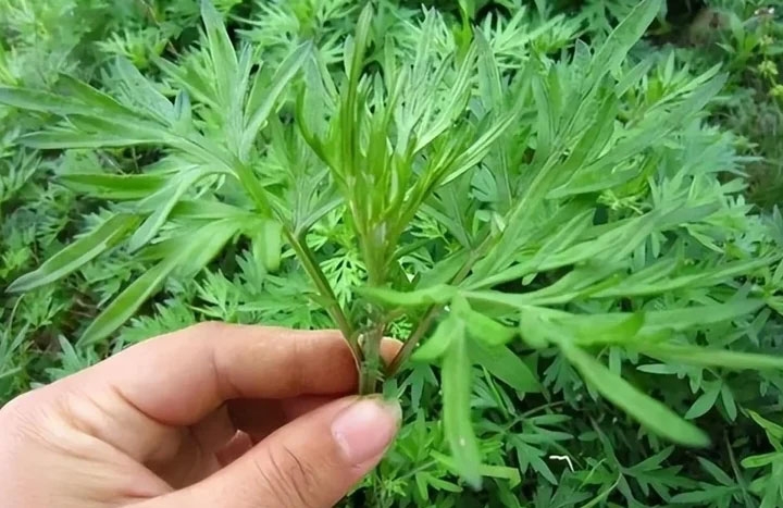 Ngải cứu không chỉ là rau gia vị mà còn là vị thuốc (Ảnh minh hoạ)