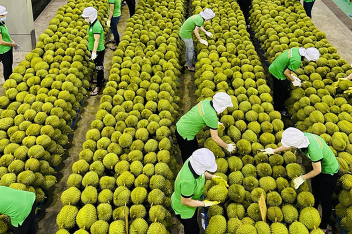 Kim ngạch xuất khẩu rau quả giảm mạnh