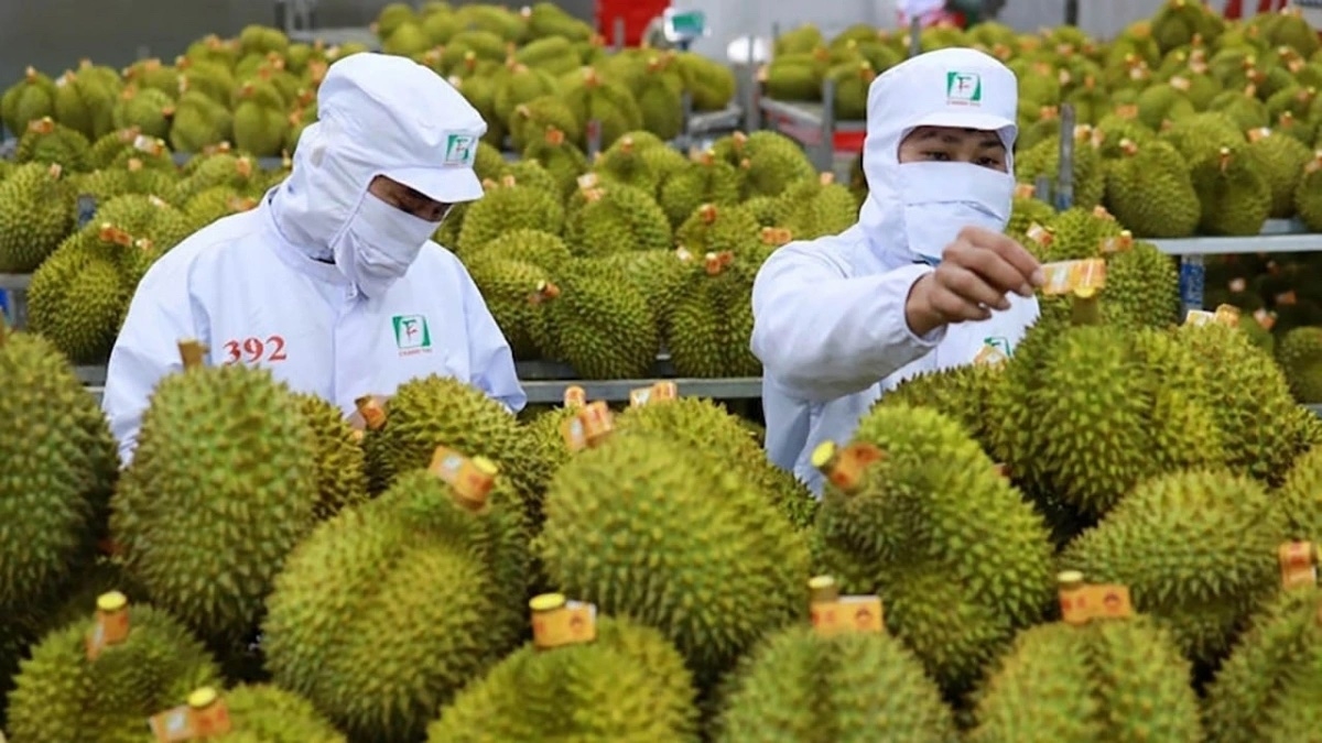 Sầu riêng mặt hàng xuất khẩu triệu đô