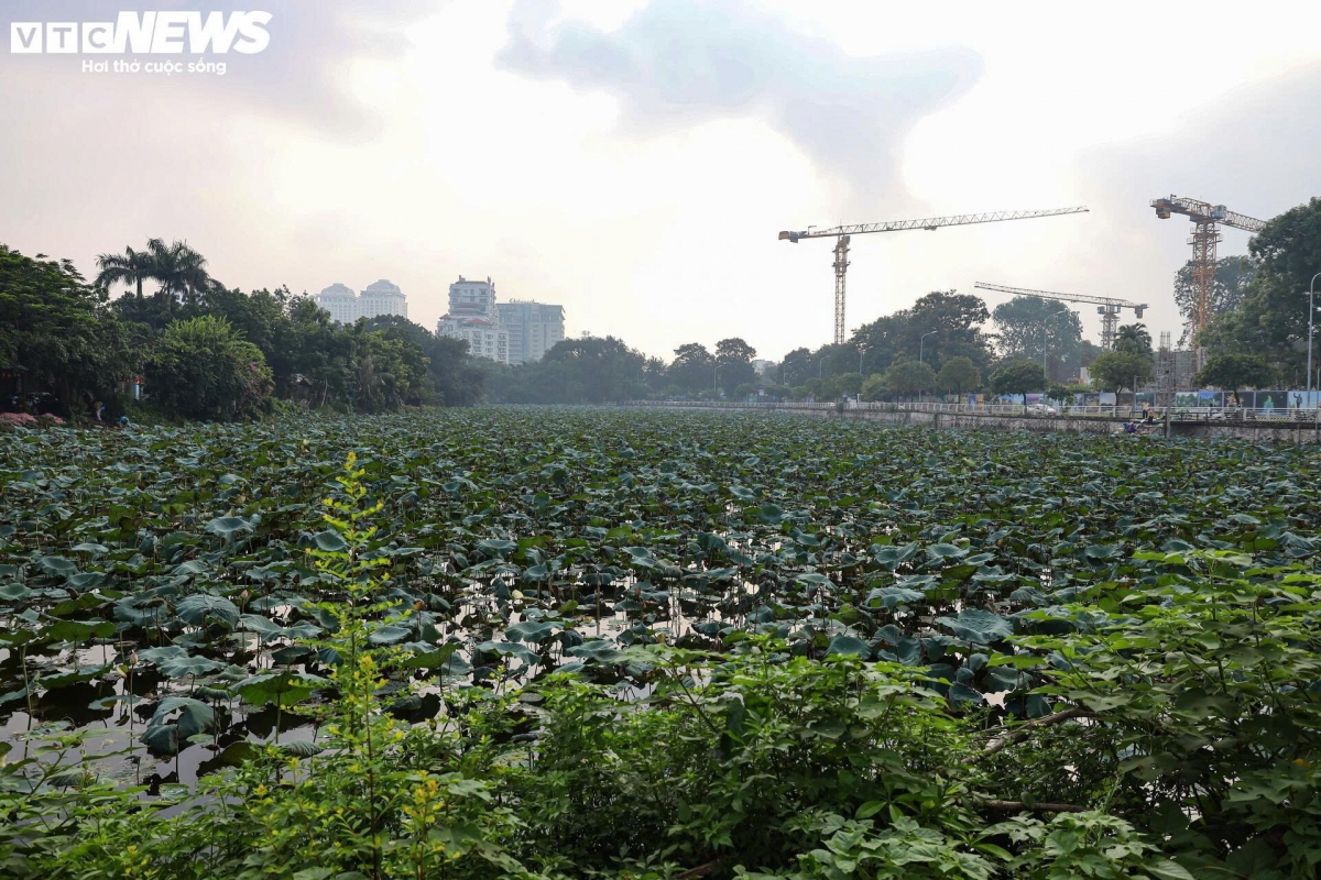 Từ tháng 5 đến tháng 7 hàng năm, những đầm sen tại Hồ Tây (phường Tây Hồ, Hà Nội) lại rực rỡ sắc trắng, hồng của hoa cùng cảnh người dân tất bật thu hoạch để bán cho những gánh hàng hoa hoặc những hộ chuyên chế biến trà, làm nên đặc sản trà sen nức tiếng nhất Hà thành.