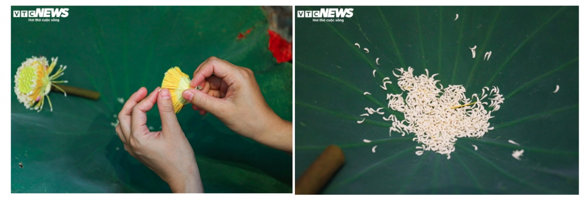 Sau khi hái hoa về, phải nhanh chóng nhặt gạo sen, đây chính là túi hương, tinh chất của hoa sen. Theo chị Giang, công đoạn này khó nhất vì nếu không nhanh chóng thì gạo sen sẽ mất hương, nhưng nếu không cẩn thận thì cũng dễ bị vỡ.