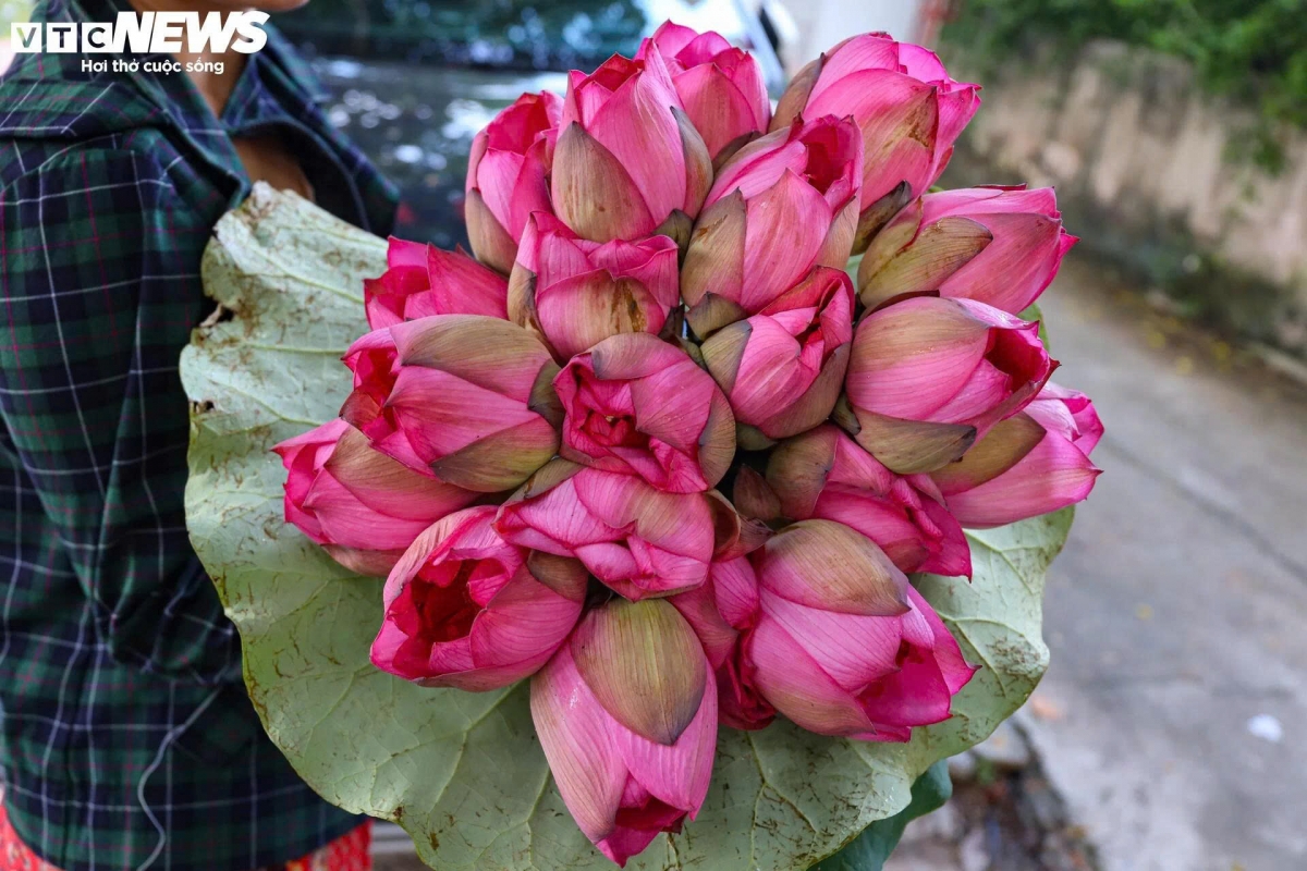 Theo đó, mỗi bông trà sen có giá 40.000 - 80.000 đồng tùy loại.