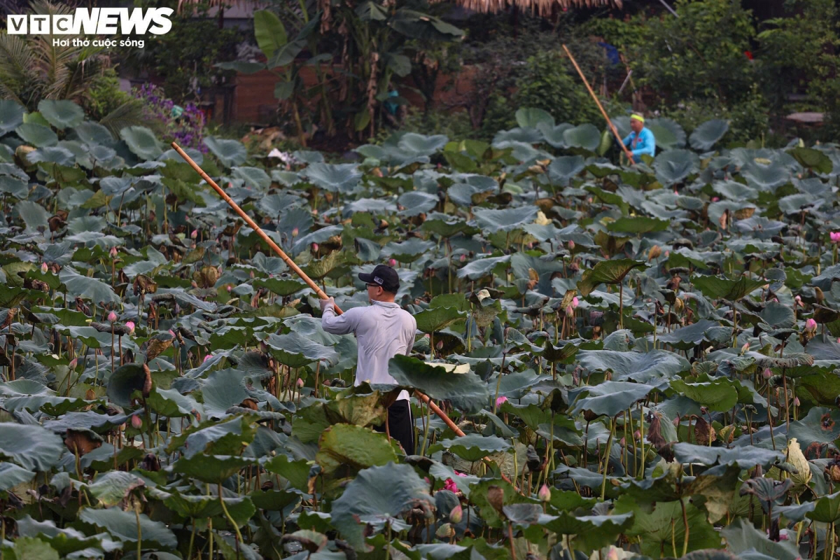 Tại đầm Trị, ngay từ 5h sáng, rất đông người trồng đã đi thuyền ra hái sen bách diệp, còn tiểu thương thì chờ mua trên bờ. Năm nay, do thời tiết thất thường kèm mưa nhiều nên loại hoa này nở muộn hơn, sản lượng cũng sụt giảm.